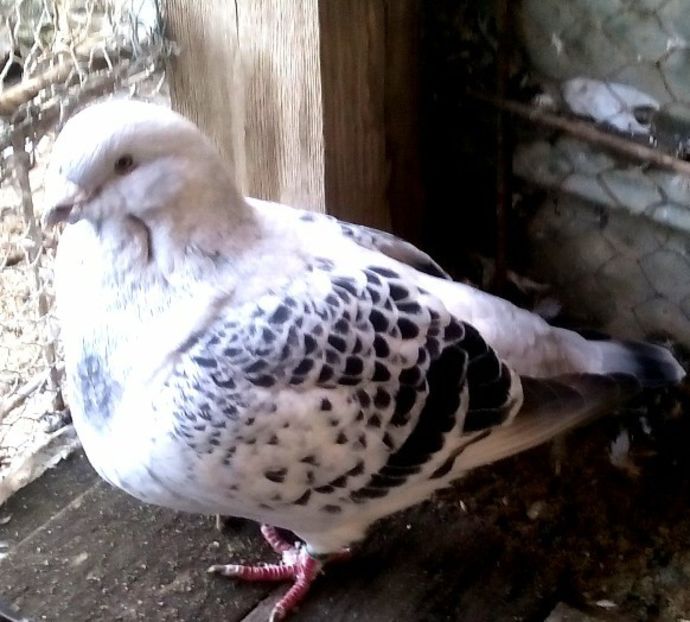  - 3 CIOCANITI AZUR-VANDUTI