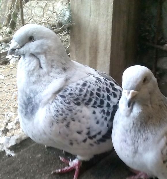  - 3 CIOCANITI AZUR-VANDUTI