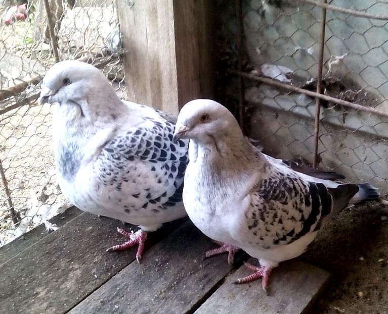  - 3 CIOCANITI AZUR-VANDUTI