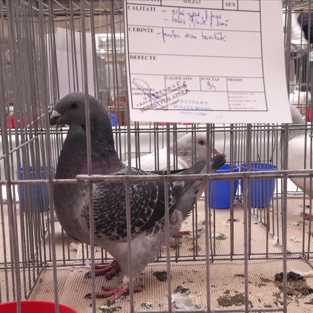 M 2017  -   94  pc - Expoziția Națională Baicoi Prahova 2017