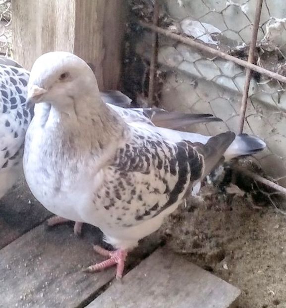  - 3 CIOCANITI AZUR-VANDUTI