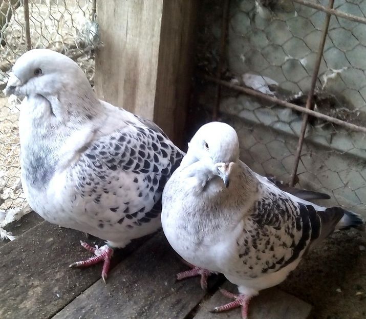  - 3 CIOCANITI AZUR-VANDUTI