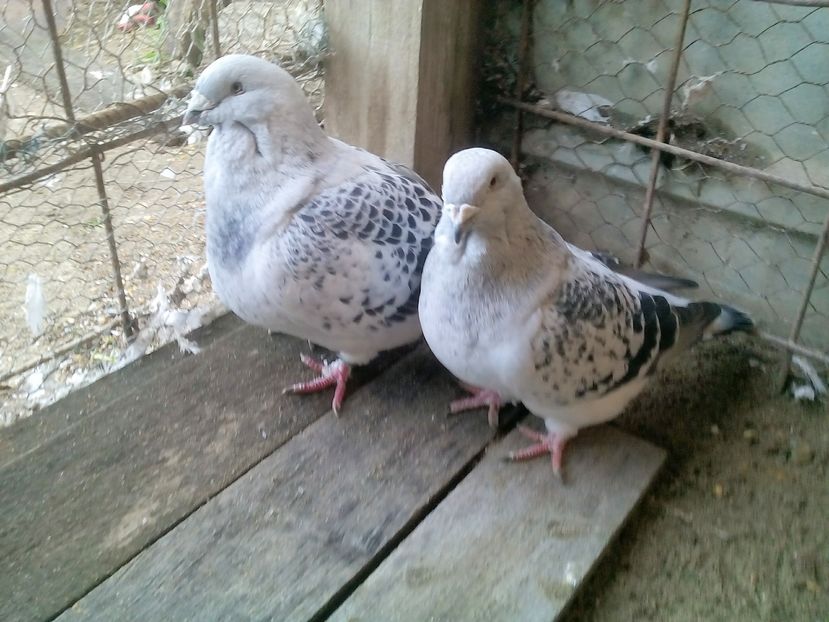  - 3 CIOCANITI AZUR-VANDUTI