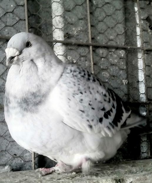  - 3 CIOCANITI AZUR-VANDUTI