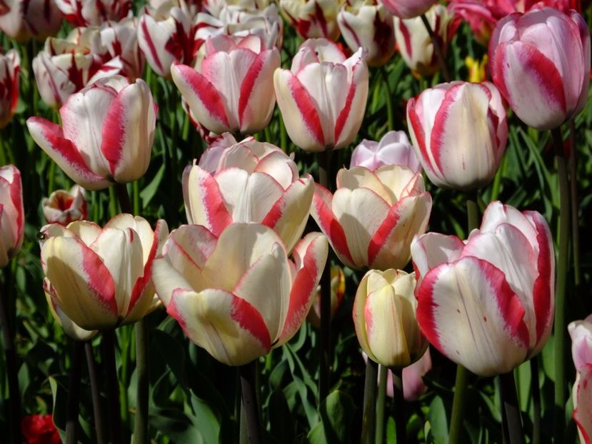  - 2017_04_Aprilie II