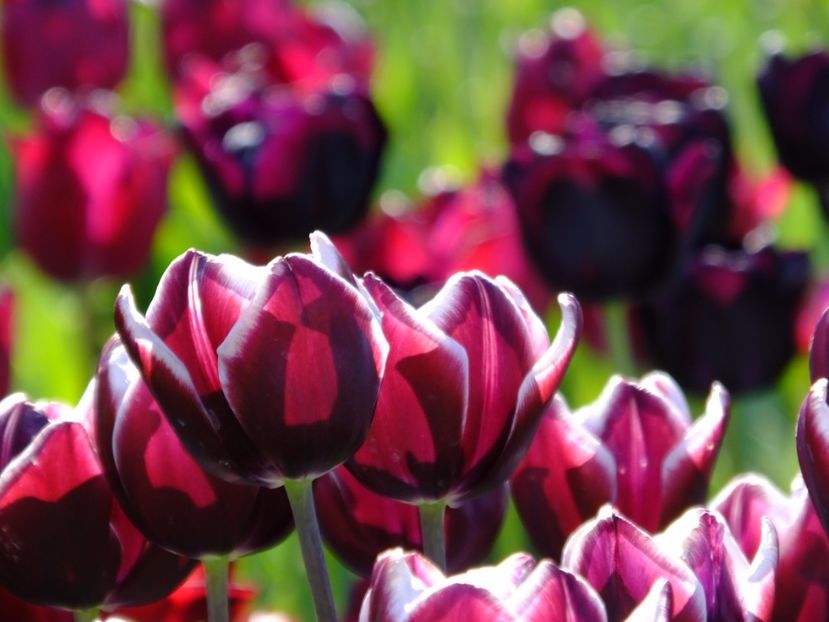  - 2017_04_Aprilie II