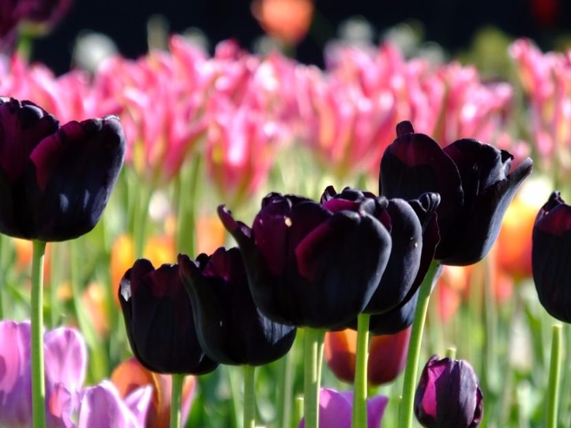  - 2017_04_Aprilie II