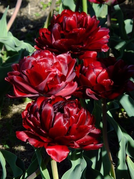  - 2017_04_Aprilie II