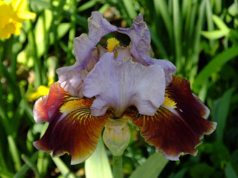  - 2017_04_Aprilie II