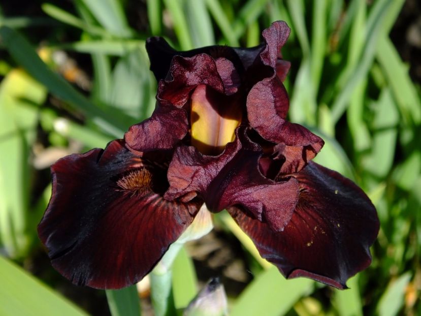  - 2017_04_Aprilie II