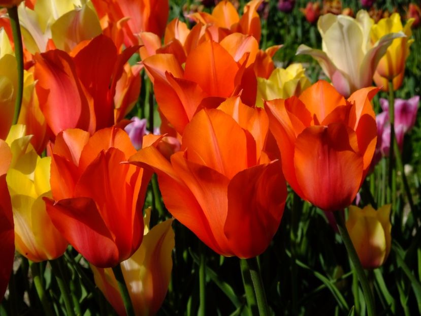  - 2017_04_Aprilie II