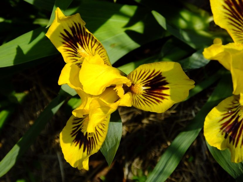  - 2017_04_Aprilie II