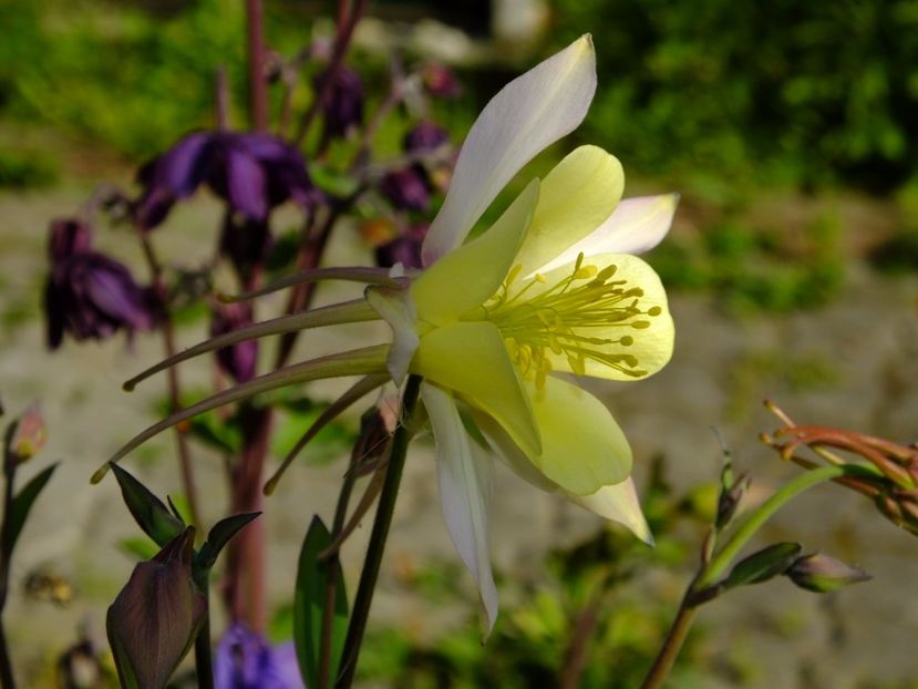  - 2017_04_Aprilie II