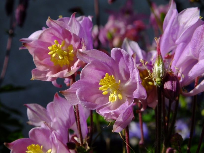  - 2017_04_Aprilie II