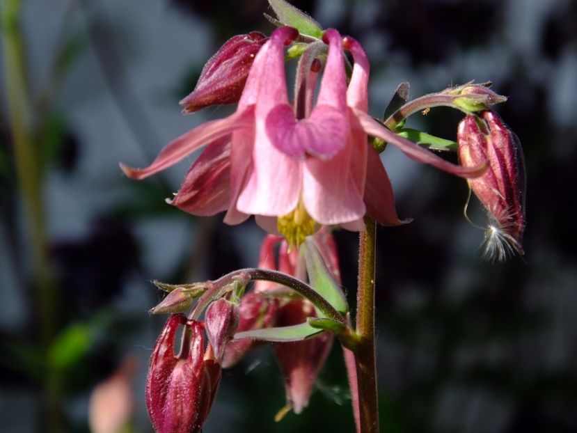  - 2017_04_Aprilie II