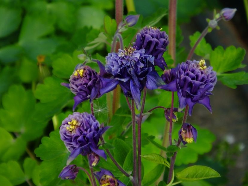  - 2017_04_Aprilie II