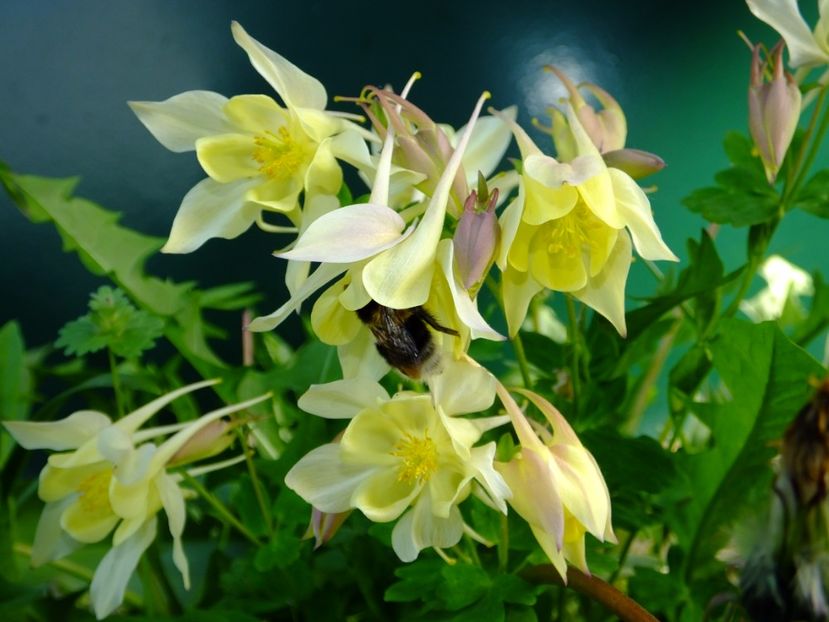  - 2017_04_Aprilie II