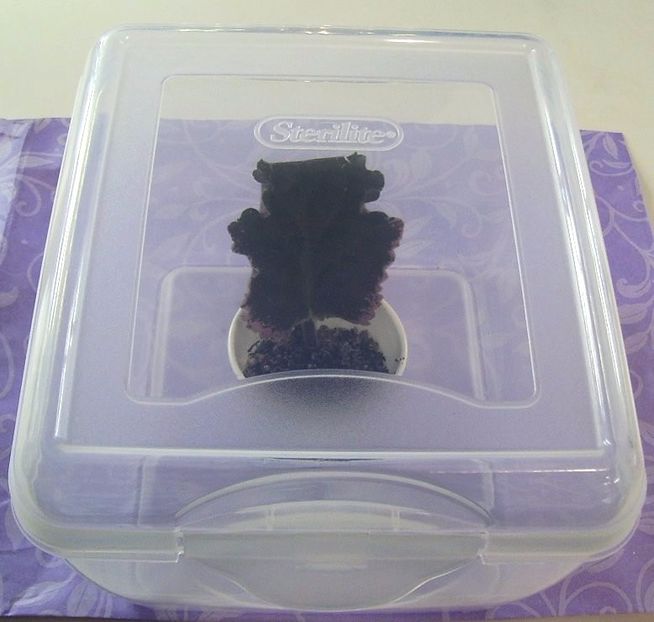 10. se ofera conditii de sera - 00 INMULTIREA VIOLETELOR