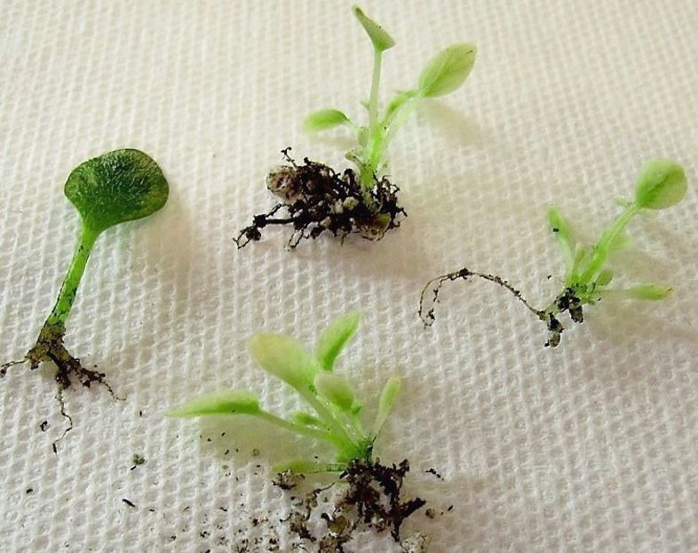 14 se separa puii - 00 INMULTIREA VIOLETELOR