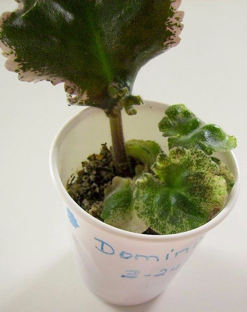 12. puii cresc - 00 INMULTIREA VIOLETELOR