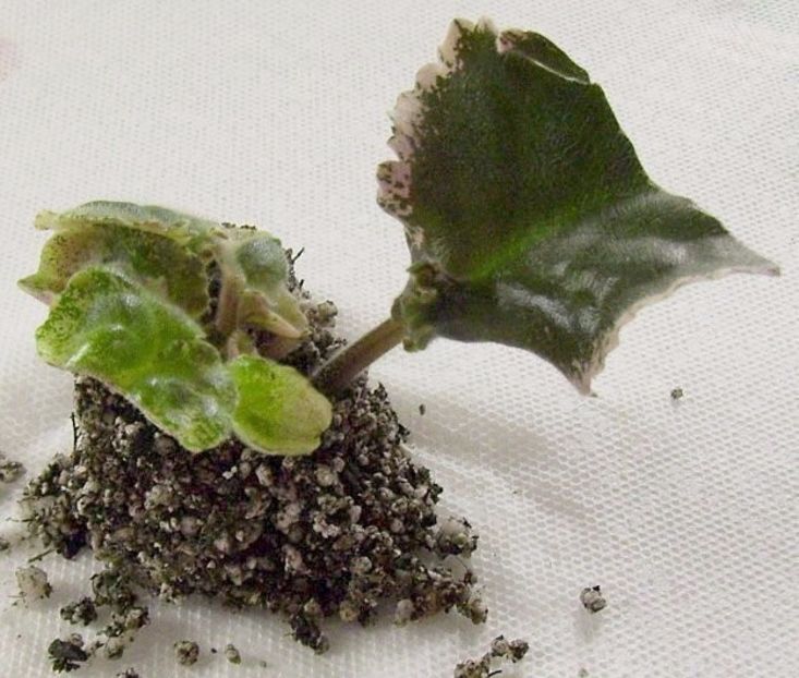 13. se scoate cu grija - 00 INMULTIREA VIOLETELOR