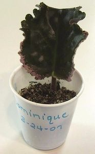 8. se introduce in pamant - 00 INMULTIREA VIOLETELOR