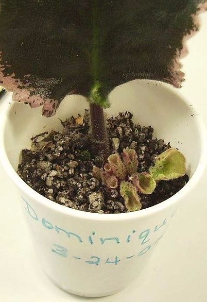 11. dupa o luna apar puii - 00 INMULTIREA VIOLETELOR