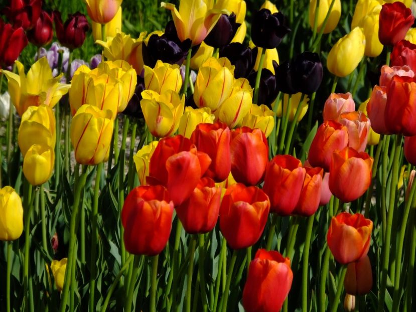  - 2017_04_Aprilie II