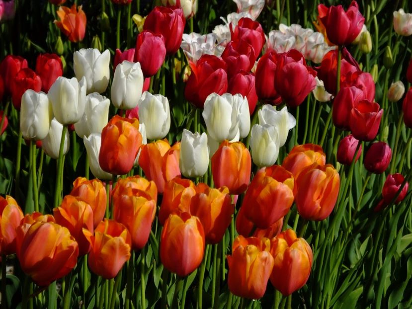  - 2017_04_Aprilie II