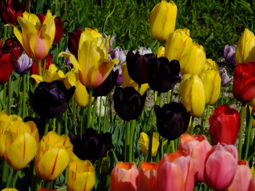  - 2017_04_Aprilie II