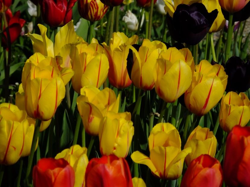  - 2017_04_Aprilie II