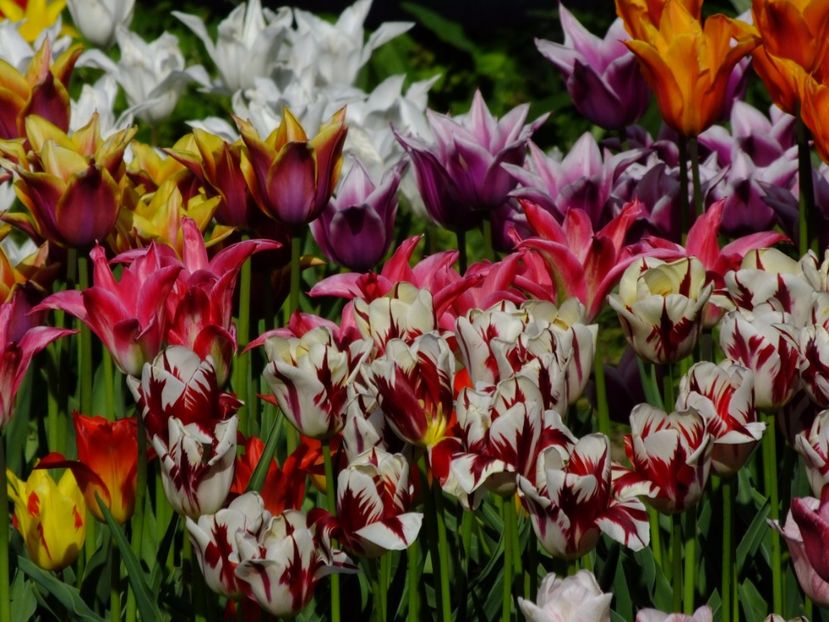  - 2017_04_Aprilie II