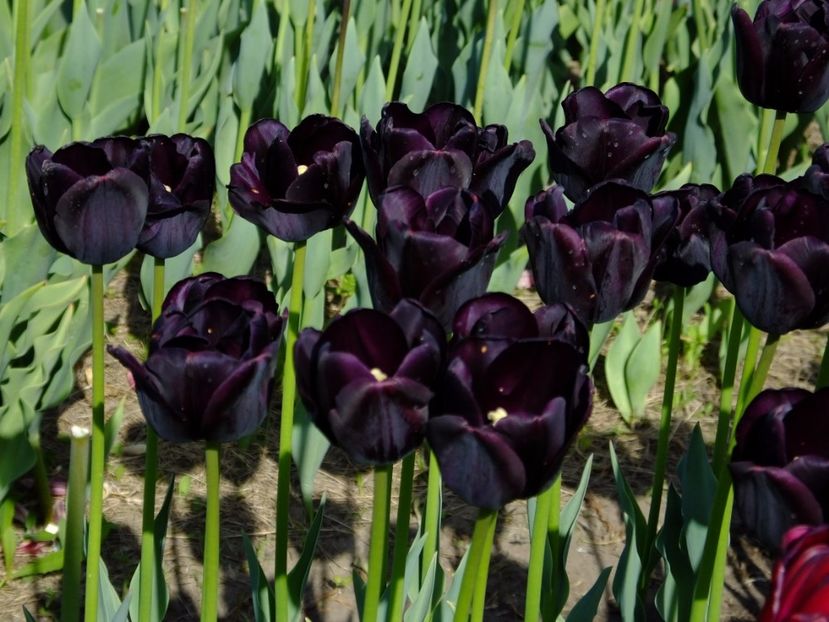  - 2017_04_Aprilie II