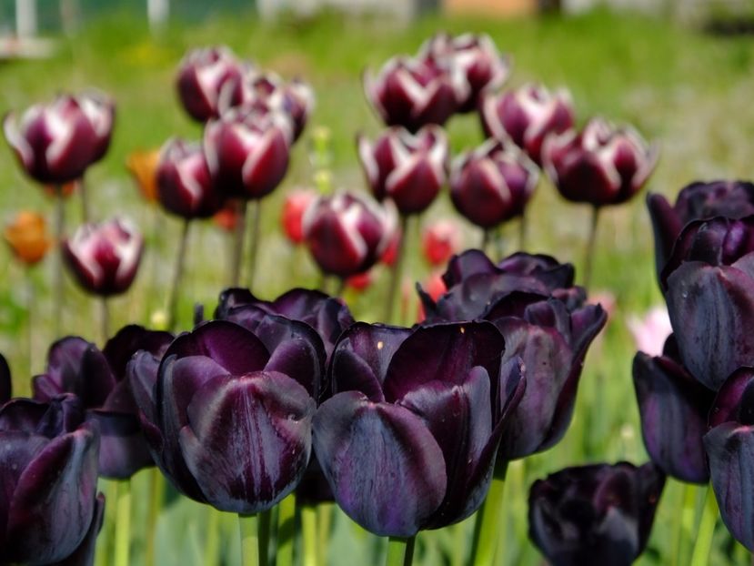  - 2017_04_Aprilie II