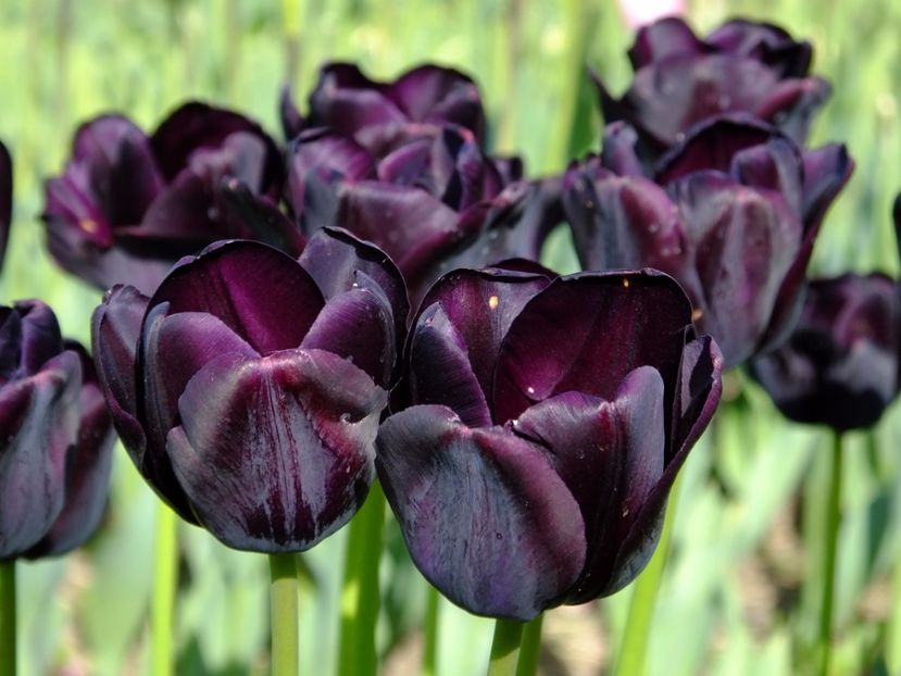  - 2017_04_Aprilie II