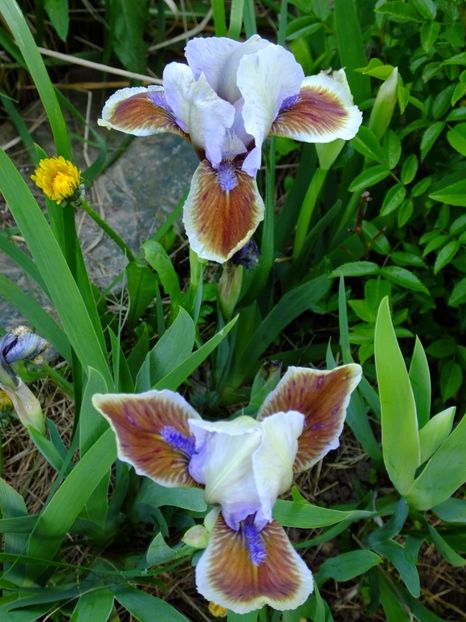  - 2017_04_Aprilie II