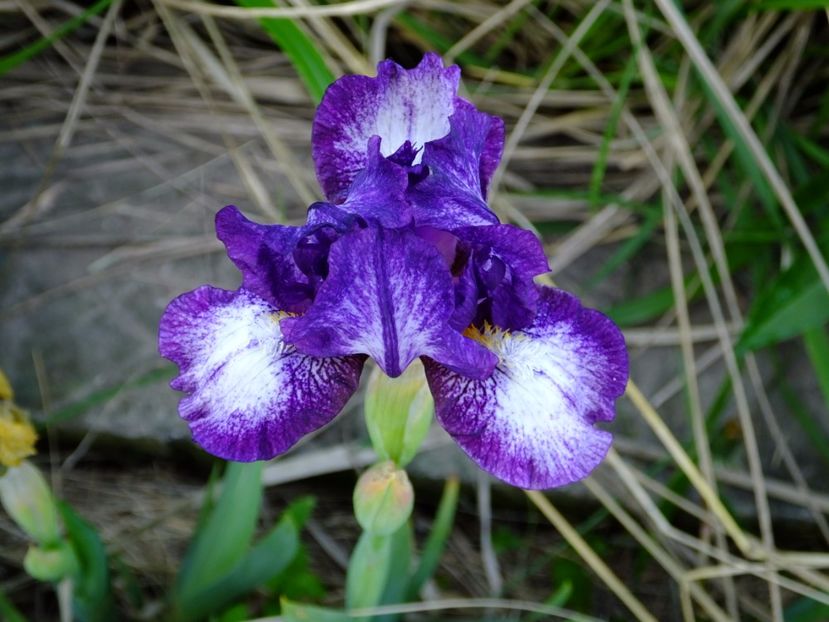  - 2017_04_Aprilie II