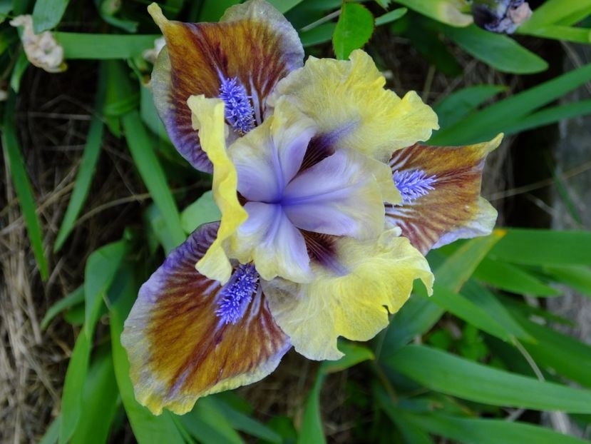  - 2017_04_Aprilie II