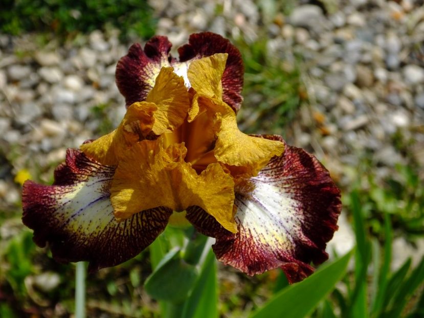  - 2017_04_Aprilie II