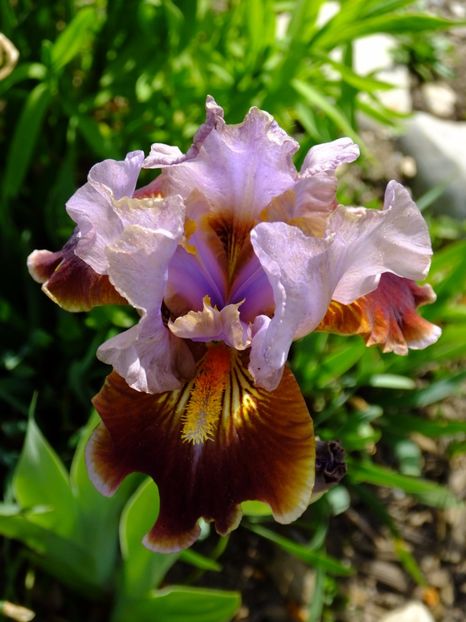  - 2017_04_Aprilie II