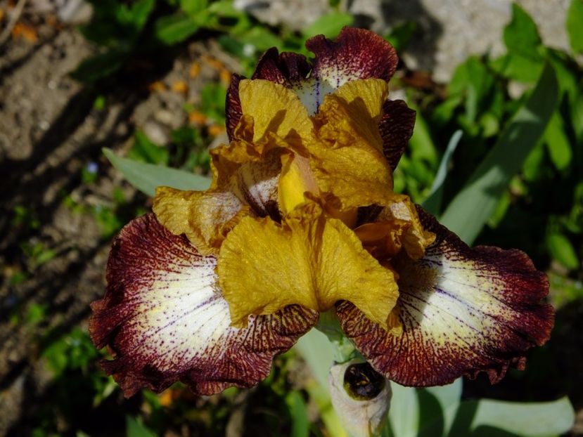  - 2017_04_Aprilie II