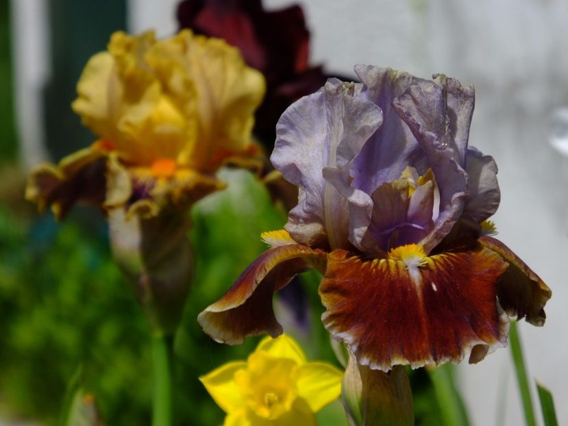  - 2017_04_Aprilie II