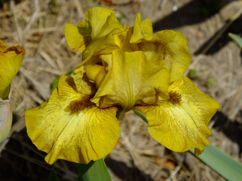  - 2017_04_Aprilie II