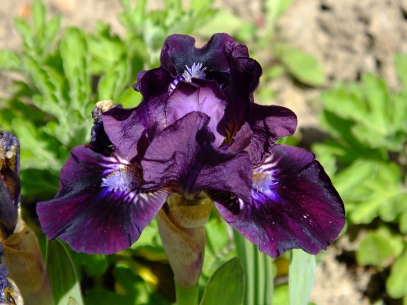  - 2017_04_Aprilie II