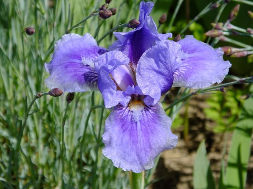  - 2017_04_Aprilie II