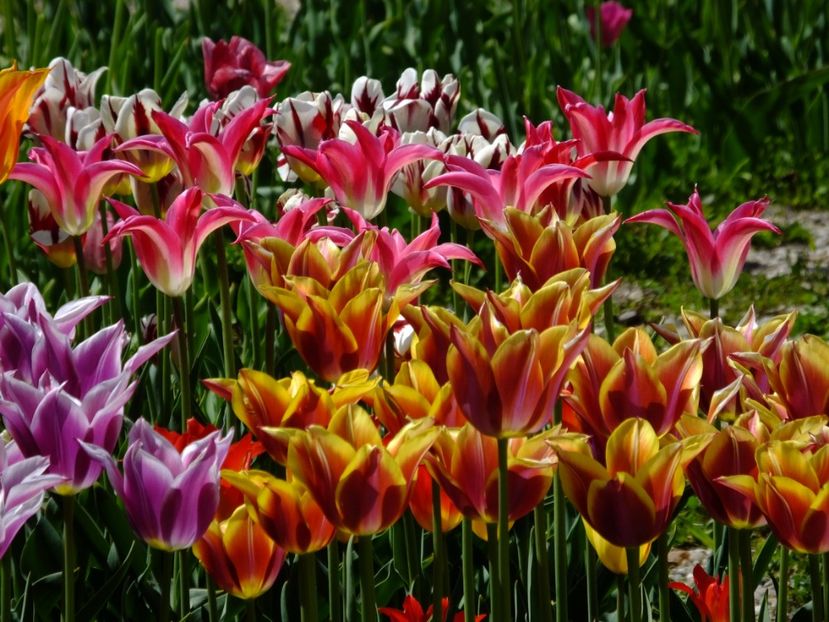  - 2017_04_Aprilie II