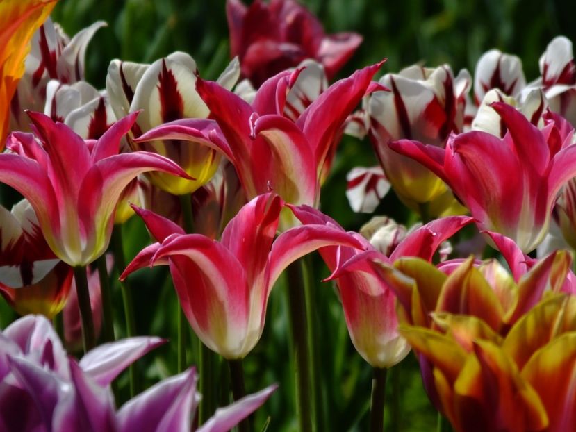  - 2017_04_Aprilie II