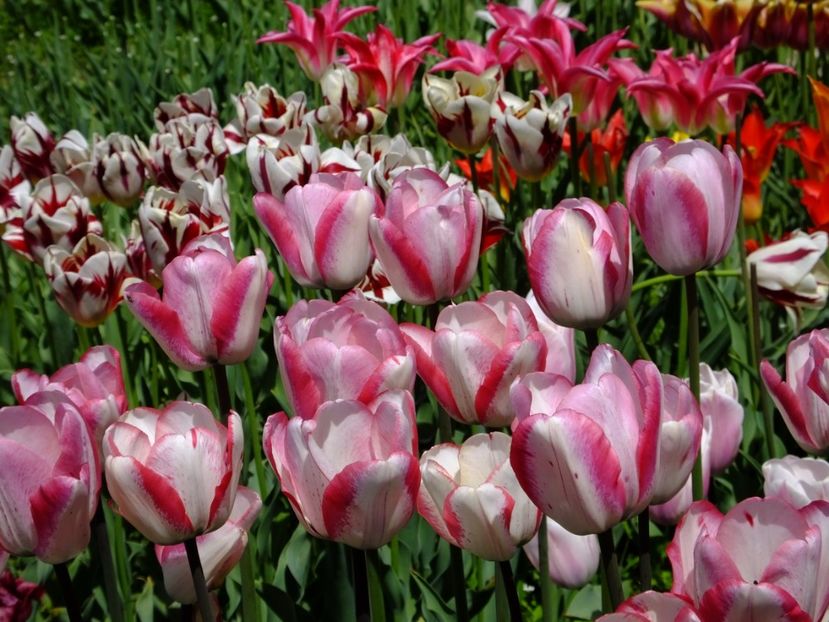  - 2017_04_Aprilie II