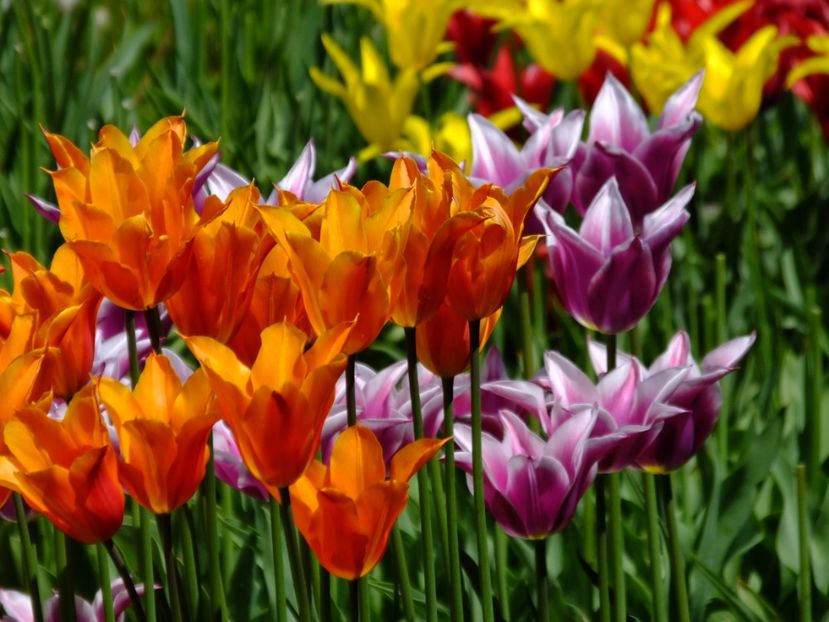  - 2017_04_Aprilie II