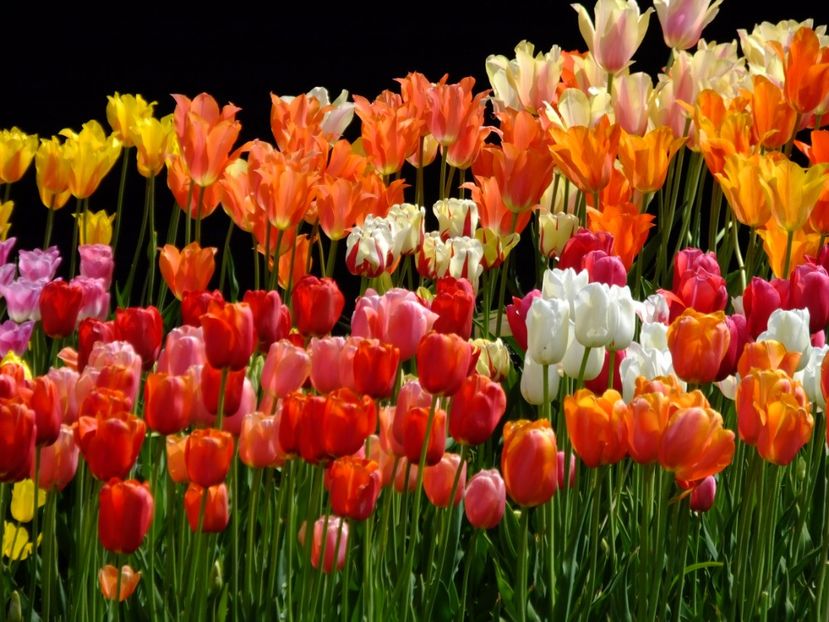  - 2017_04_Aprilie II